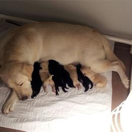 Bella Vista Labradors breeder of 