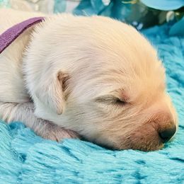 Golden Retriever Puppies from English Cream Goldens in Georgia