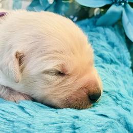 Golden Retriever Puppies from English Cream Goldens in Georgia