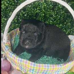 Eagle - Black male Shiloh Shepherd puppy in Griffin, Georgia from Orchard Hills Shilohs