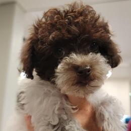 Brownie - Parti female Poodle puppy in Mapleton, Utah from Caboodles Of Poodles