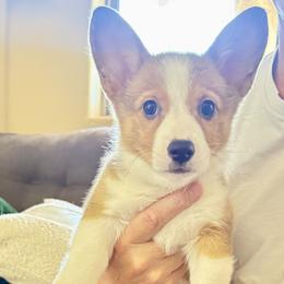 Sally - Red female Pembroke Welsh Corgi puppy in Phoenix, Arizona from Anthem AZ Corgis