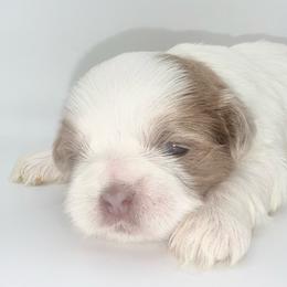 Parti Boy - Lilac male Shih Tzu puppy in Albany, New York from Precious Shihpoo’s and Luxurious Shih Tzu’s