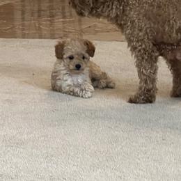 Poodle Puppies from ItalianToyPoodles