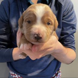 White - Red  female Goldendoodle puppy in Medina, Ohio from Farmer Doodles