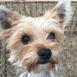Bubbles - Yorkshire Terrier