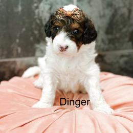 Dinger - Sable female Bernedoodle puppy in Pasco, Washington from Camp Doodle Woods