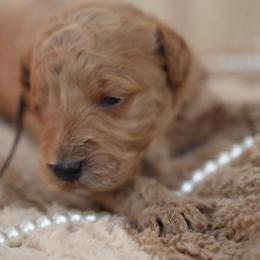 Canelo - Red  male Goldendoodle puppy in Naples, Florida from Goldendoodles Of Naples,INC