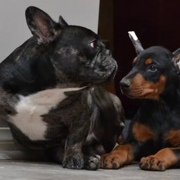 Doberman Pinscher Puppies from Obsidian Kennels