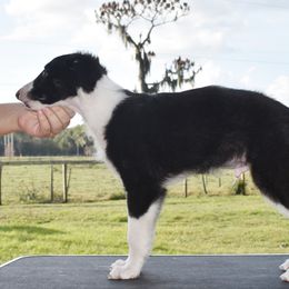 Silken Windhound Puppies from Jennifer Ceballos