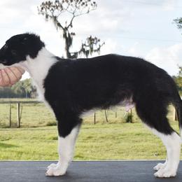 Silken Windhound Puppies from Jennifer Ceballos