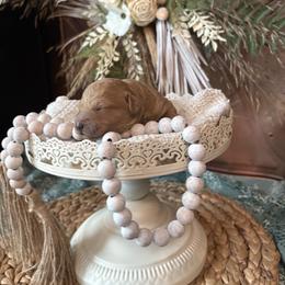 Cockapoo and Goldendoodle Puppies from Cackalacky Companions