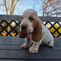 Teddy 2700.00 - Red and white male Basset Hound puppy in Denison, Texas from Emma Lou's Baby Bassets
