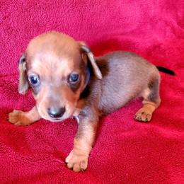 Dachshunds from Don & Deb's Miniature Dachshunds