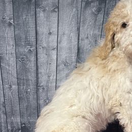 Green collar - Goldendoodle puppy in Oklahoma from Helios Doodles