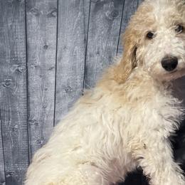 Green collar - Goldendoodle puppy in Oklahoma from Helios Doodles