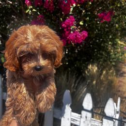 Boy - Apricot male Poodle puppy in Riverside, California from Poodles