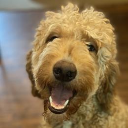 Mila - Goldendoodle