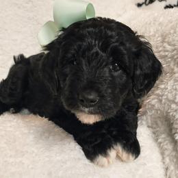 Bernedoodle Puppies from Quality Iowa Doodles