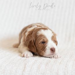 Yellow Collar Girl - Caramel cream female Australian Labradoodle puppy in Thousand Oaks, California from Lovely Doodle Lane