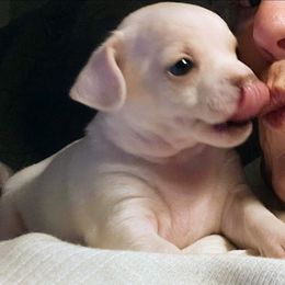 Andy - Cream male Chihuahua puppy in Greenfield, Ohio from Paradise Chihuahua Kennel