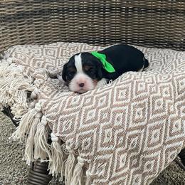 Gus - Tri-color male Cavalier King Charles Spaniel puppy in Shingle Springs, California from California Spaniels