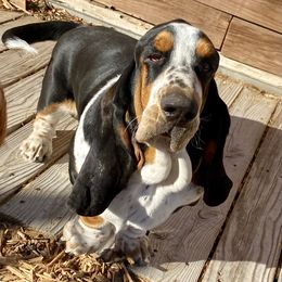 Sergio - Basset Hound
