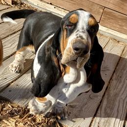 Sergio - Basset Hound