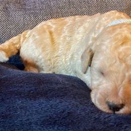 Goldendoodle Puppies from Sunnyside Botanical