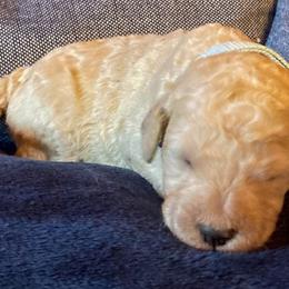 Goldendoodle Puppies from Sunnyside Botanical