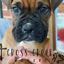 Boxers from Cross Creek Boxers