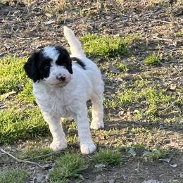 Ella - Parti female Poodle puppy in Cabool, Missouri from Rafter B Farms