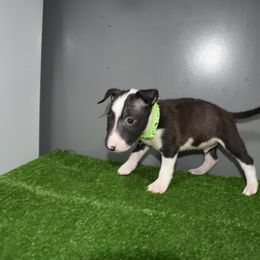 Green Collar Male - White and brindle male Miniature Bull Terrier puppy in Fontana, California from JLB Beagles & MBT