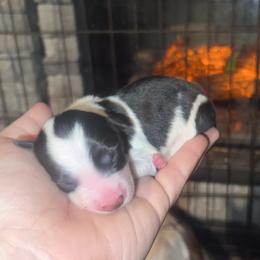 Amaretto - Black and white female Border Collie puppy in Liverpool, Pennsylvania from Breezy Acres Stock & Sporting Dogs