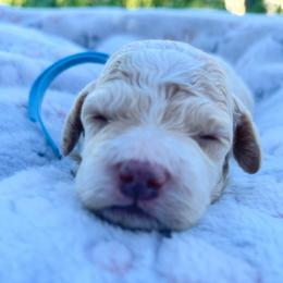 Captain - Cream male Cockapoo puppy in Bedford, Iowa from Our Father’s Doodles