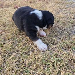 Sly - Black tri male Miniature Australian Shepherd puppy in Leonard, Texas from Tin Roof Aussies