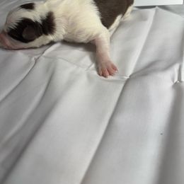 F3 - White and red female Border Collie puppy in Meridian, Mississippi from Border Hollow Border Collies