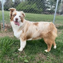 Ace - Miniature Australian Shepherd