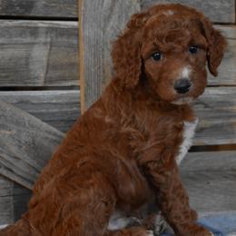 Male 1 - Gray Collar - Red male Irish Doodle puppy in Macedon, New York from Toodles Goldendoodles