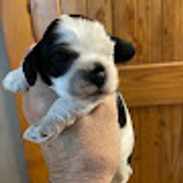 Girl 2 - Black and white female Cocker Spaniel puppy in Sautee Nacoochee, Georgia from Candy's Cockers