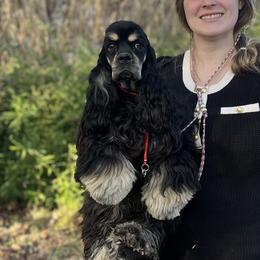 Cocker Spaniels from LoElls Cocker Spaniels