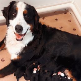 Dolce - Bernese Mountain Dog