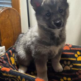 4 Pink - Agouti and white female Siberian Husky puppy in Dane, Wisconsin from Sunny Hurricane Siberians