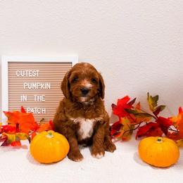 Friday - Red  male Goldendoodle puppy in Kissimmee, Florida from Poodle Doodle Kennels