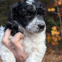 Alphonse - Parti male Poodle puppy in Salem Township, Maine from Moirae Poodles