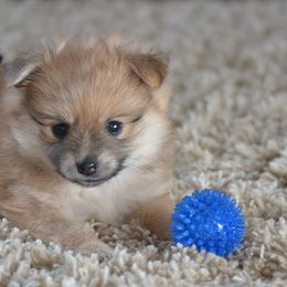 Pomeranians from Harlee’s Pomeranians
