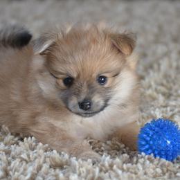 Pomeranians from Harlee’s Pomeranians
