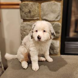 Australian Shepherd Puppies from Skyview Aussies