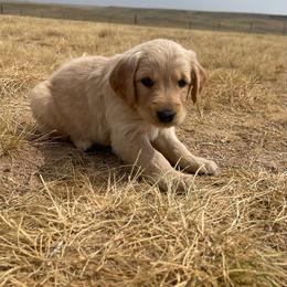 Copper - Golden male Golden Retriever puppy in Wellington, Colorado from High Country Golden Retrievers