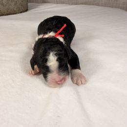Snickers - Tri-color male Bernedoodle puppy in Luana, Iowa from Country View Bernedoodles and Goldendoodles